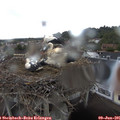 09_15-nest.jpg