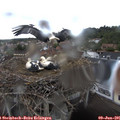 09_20-nest.jpg