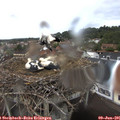 09_25-nest.jpg