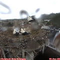 09_30-nest.jpg