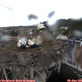 09_35-nest.jpg