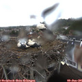 09_40-nest.jpg