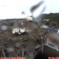 09_45-nest.jpg