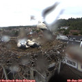09_50-nest.jpg