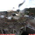 09_55-nest.jpg