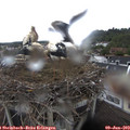 10_00-nest.jpg