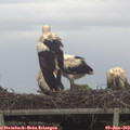 10_05-mast.jpg
