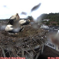 10_05-nest.jpg
