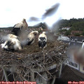 10_10-nest.jpg