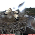 10_15-nest.jpg