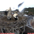 10_20-nest.jpg