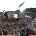 10_25-nest.jpg