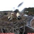 10_30-nest.jpg