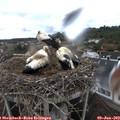 10_35-nest.jpg