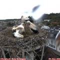 10_40-nest.jpg