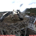 10_45-nest.jpg