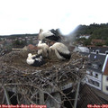 10_50-nest.jpg