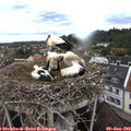 10_55-nest.jpg