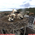 11_00-nest.jpg