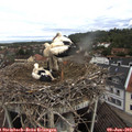 11_05-nest.jpg