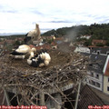 11_10-nest.jpg
