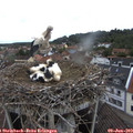 11_15-nest.jpg