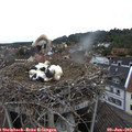 11_20-nest.jpg