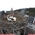 11_25-nest.jpg
