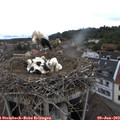11_30-nest.jpg