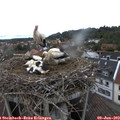 11_35-nest.jpg
