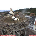 11_40-nest.jpg