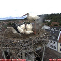 11_45-nest.jpg