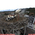 11_50-nest.jpg