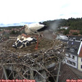 11_55-nest.jpg