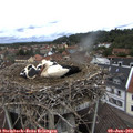 12_00-nest.jpg