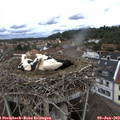 12_05-nest.jpg