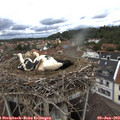12_10-nest.jpg