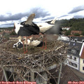 12_15-nest.jpg
