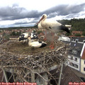 12_20-nest.jpg