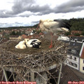 12_30-nest.jpg