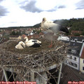 12_35-nest.jpg