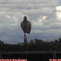 12_40-mast.jpg
