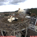 12_40-nest.jpg