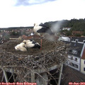 12_45-nest.jpg
