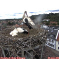12_50-nest.jpg