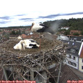 12_55-nest.jpg