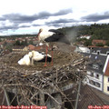 13_00-nest.jpg
