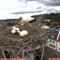 13_10-nest.jpg