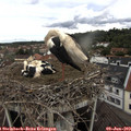 13_15-nest.jpg
