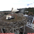 13_20-nest.jpg